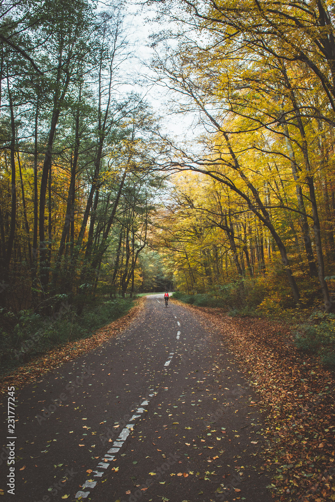 Empty mountain bicycle road in autumn forest (woods). Green and yellow leaves on a trees, fallen leaves on a road. 