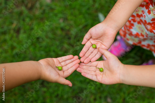 three kids palm holding a seed photo