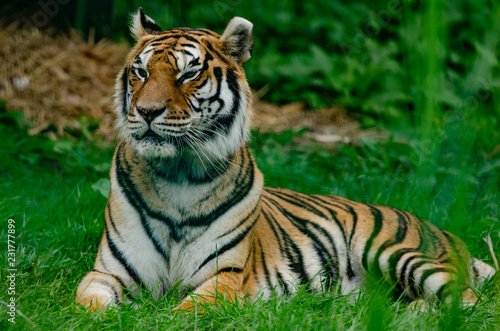 Tiger © Rob