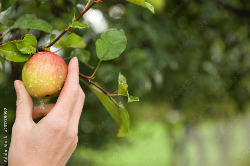 Woman picking ripe apple from tree in garden, closeup Woman picking ripe apple from tree in garden, closeup
