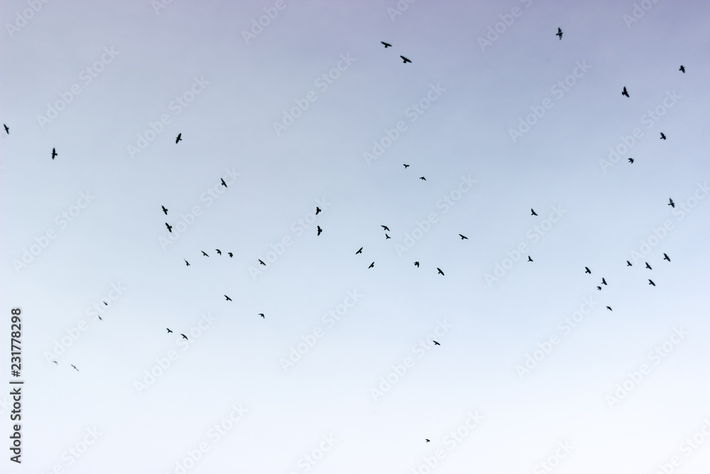 oiseaux dans le ciel