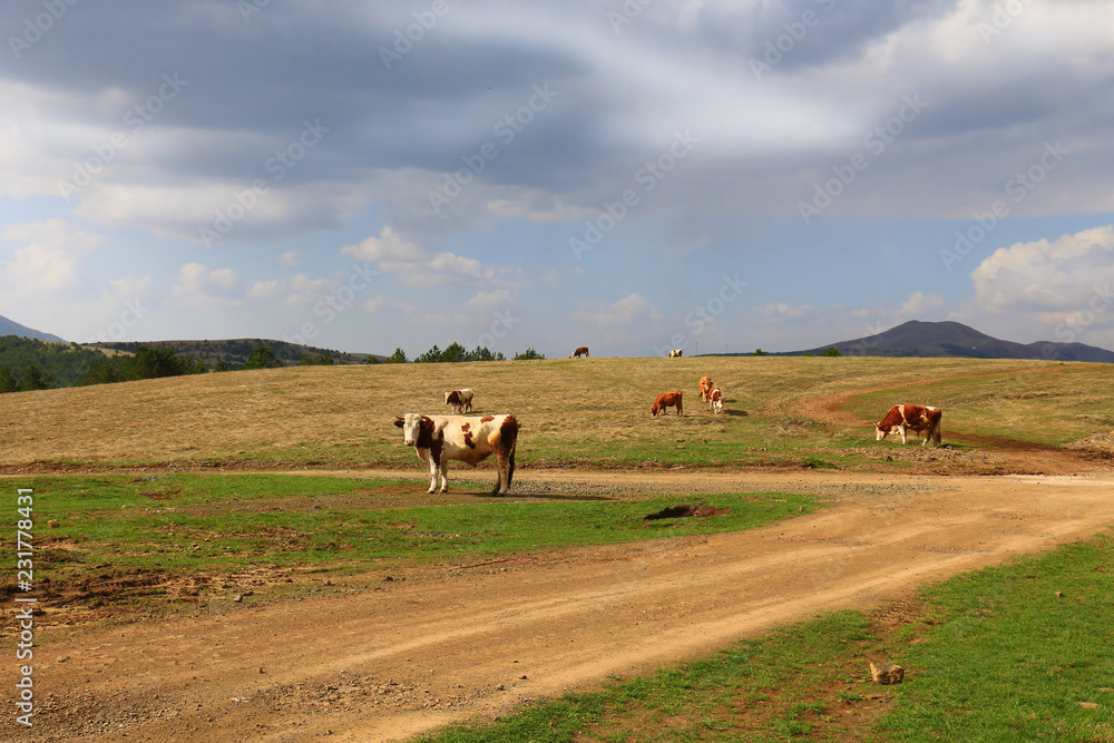 Obraz premium Cows grazing on pasture