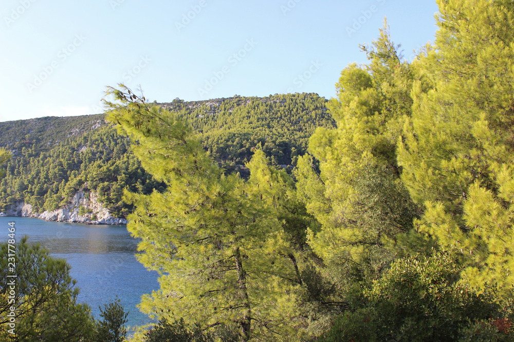 Coastal pine tree forest in front of sea bay Coastal pine tree forest in front of sea bay