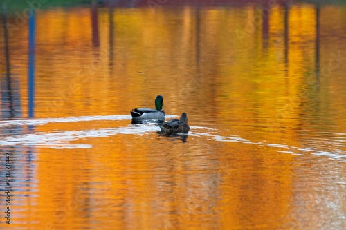  Mallard ducks on autumn pod 