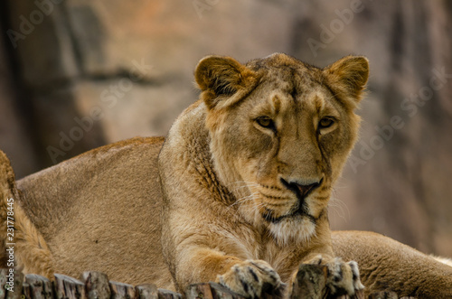 Fototapeta Naklejka Na Ścianę i Meble -  Asiatic Lion