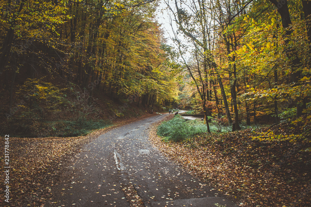 Empty mountain bicycle road in autumn forest (woods). Green and yellow leaves on a trees, fallen leaves on a road. 