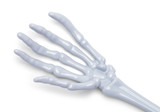Skeleton Bone Hand