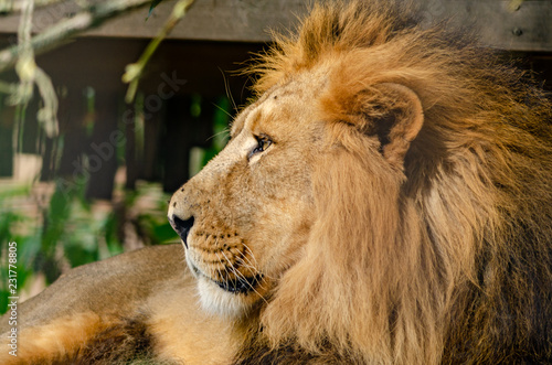 Fototapeta Naklejka Na Ścianę i Meble -  Asiatic Lion
