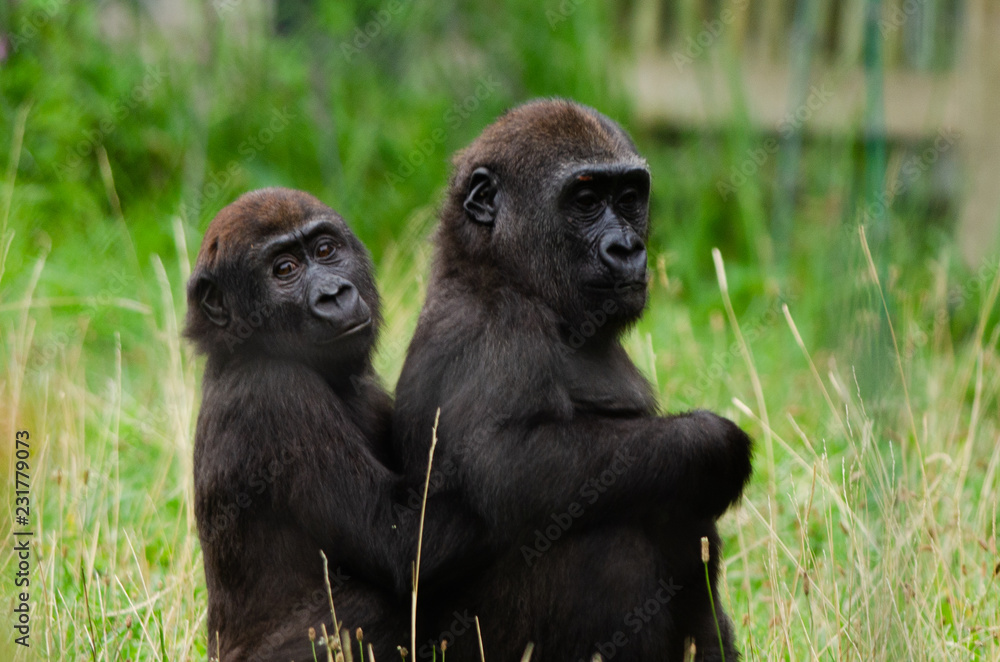 Baby western lowland gorilla Baby western lowland gorilla