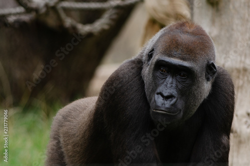 Western Lowland Gorilla © Rob
