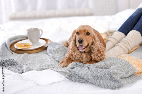 Fototapeta Naklejka Na Ścianę i Meble -  Cute Cocker Spaniel dog with warm blanket lying near owner on bed at home. Cozy winter