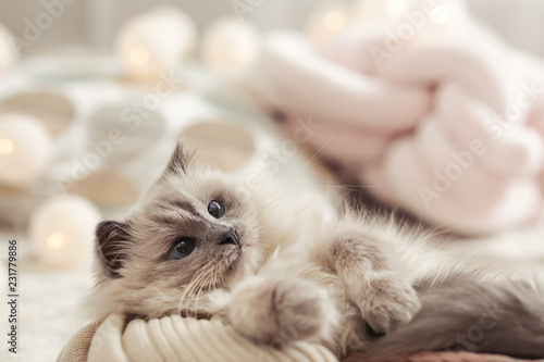 Portrait of cute cat with knitted blanket at home. Warm and cozy winter
