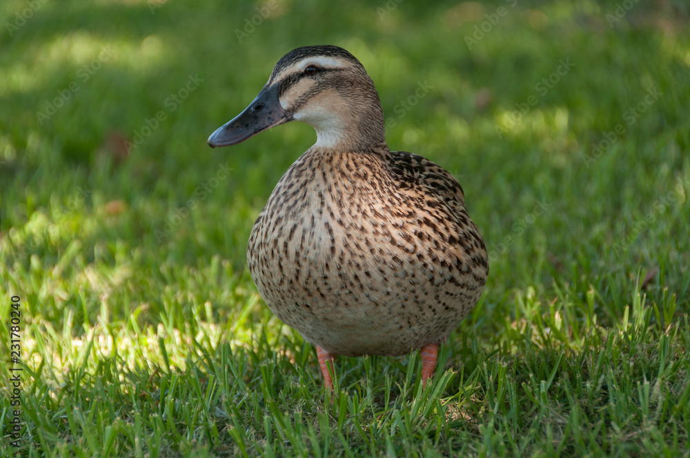 Pacific Black Duck bird in green grass portrait Pacific Black Duck bird in green grass portrait