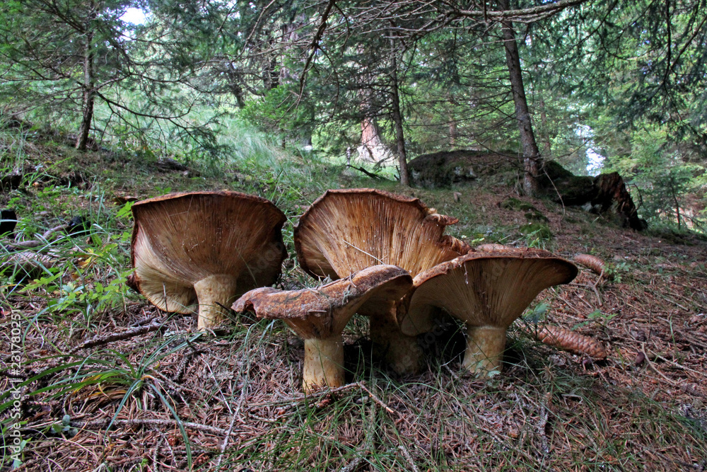 Fototapeta premium grandi funghi a imbuto tra gli abeti