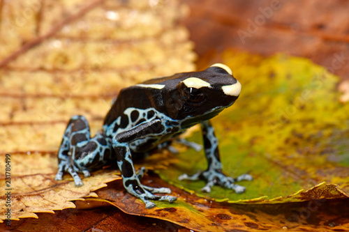 Färberfrosch Graubeiner (Dendrobates tinctorius) - Dyeing dart frog photo