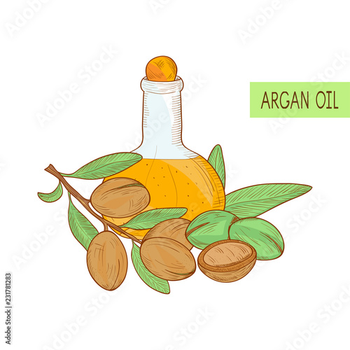 Argan. Plant. Branch, fruit, leaves. Bottle and oil. Sketch. On a white background a colored picture.