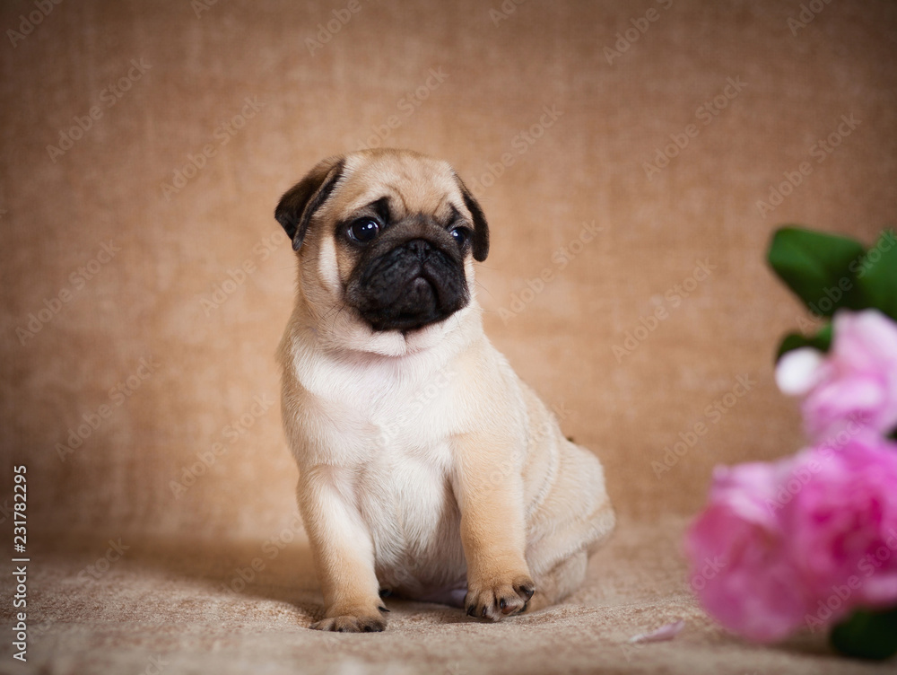 Obraz premium Puppy pug sitting and confusedly looking to the right
