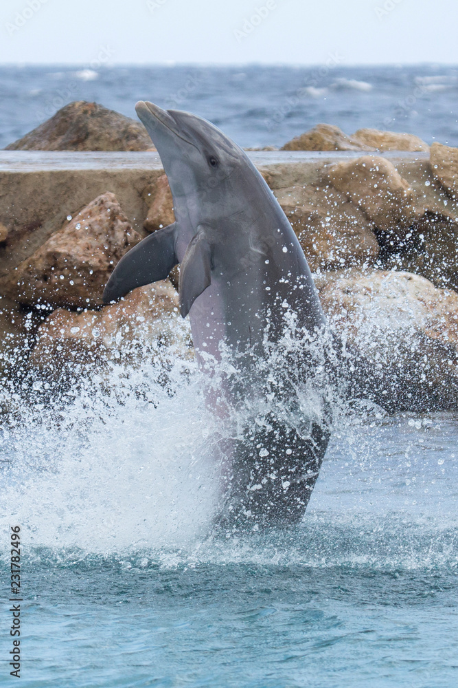 Fototapeta premium Delfin-Sprung