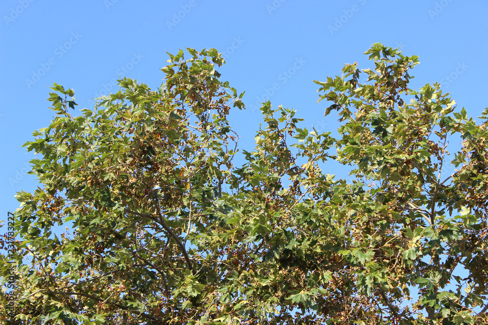 Platanus sycamore tree crown detail with clear blue sky Platanus sycamore tree crown detail with clear blue sky