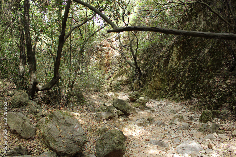 A misty rocky trail in a wild tangled forest A misty rocky trail in a wild tangled forest