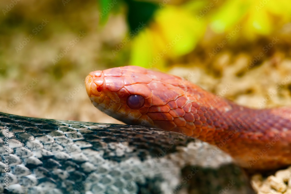 Red Corn Snake