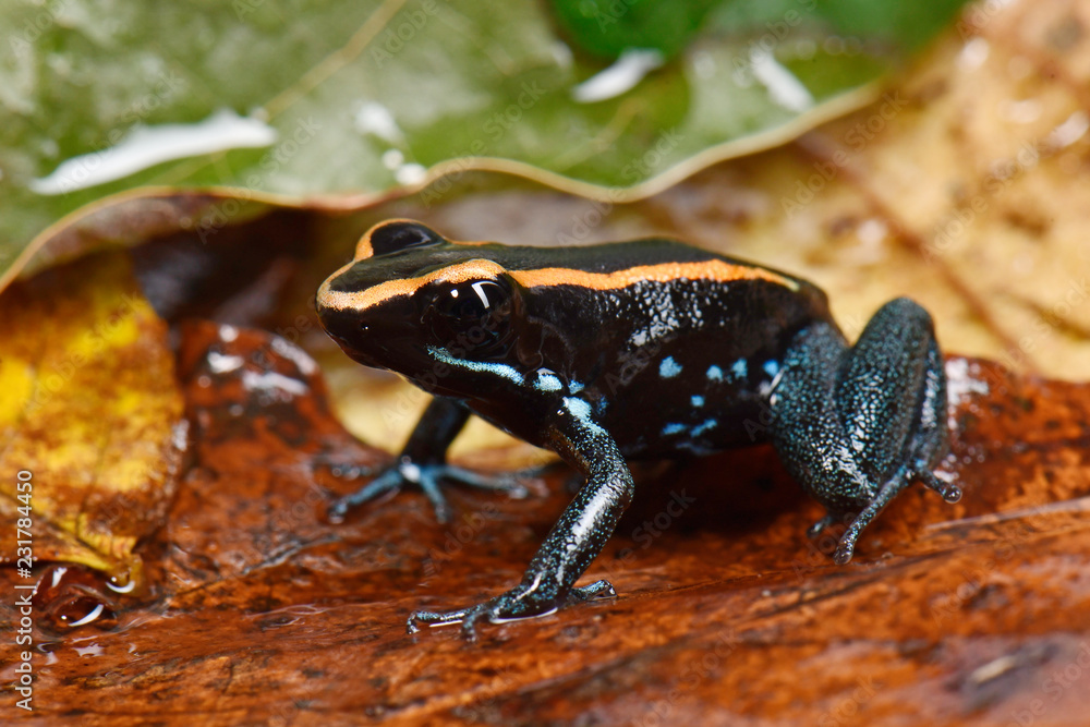 Obraz premium Pnącze pręgowane (Phyllobates vittatus) - Golfodulcean poison frog