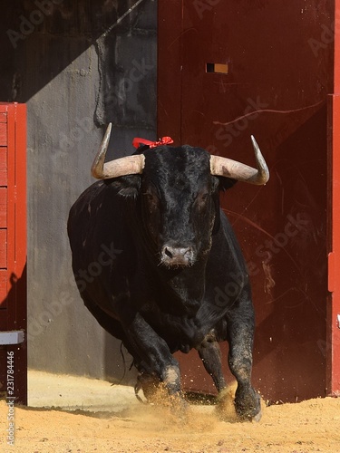 toro bravo