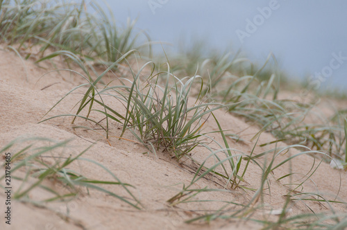 Green grass blades in sand dunes. Coastal background