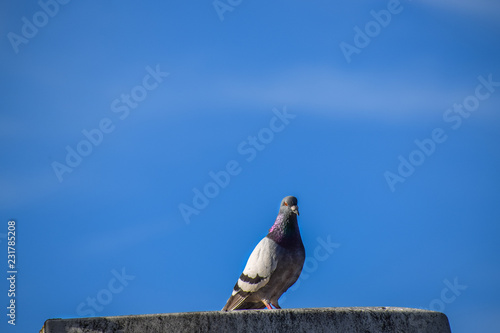 Closeup of beautiful Feral Pigeon dove relaxing on top of a roof in a clear sky with no clouds