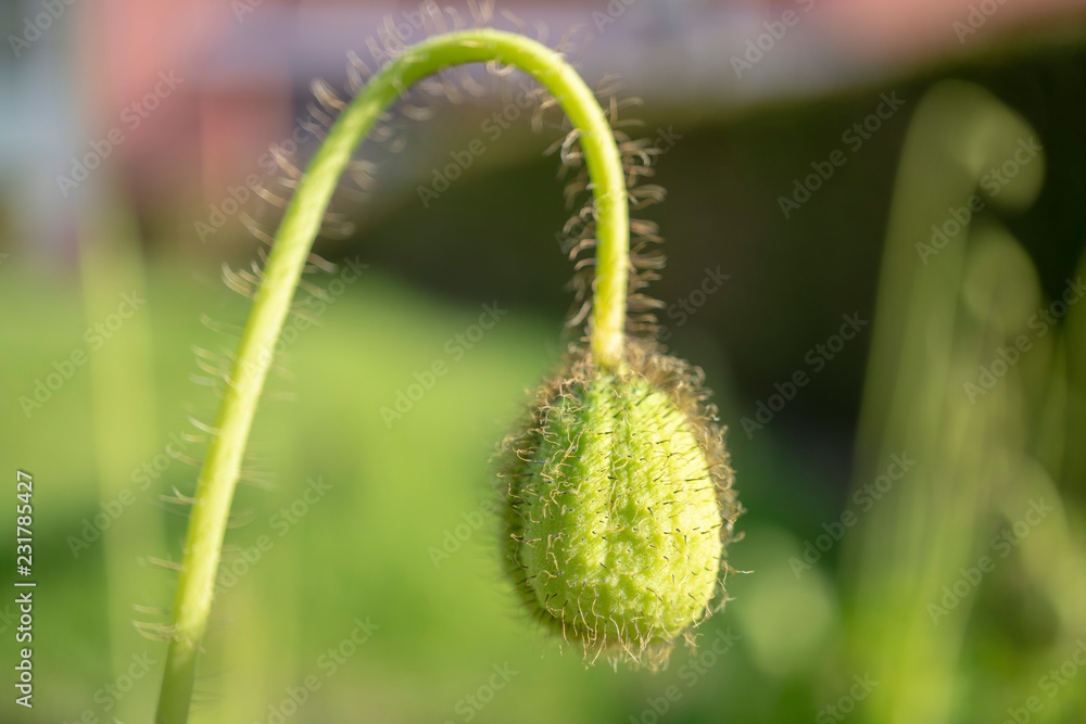 Fototapeta premium bud of poppy