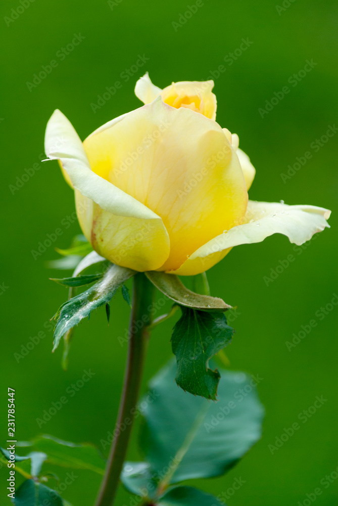 Wild and oganic rose flower, pink, love, tropical, fresh, romantic. Rosaceae