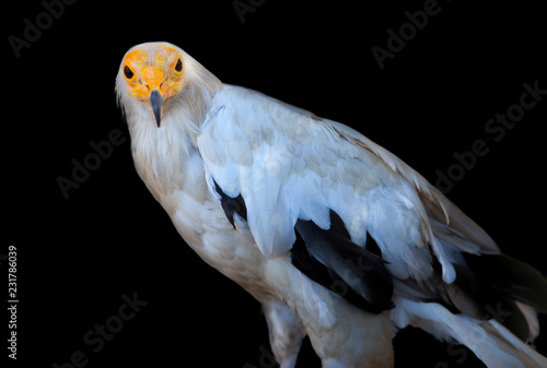 Egyptian vulture isolated over black photo