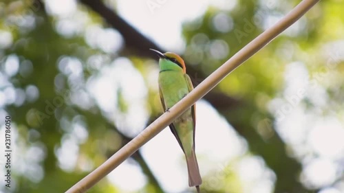 Asian green bee eater sitting on the wire photo