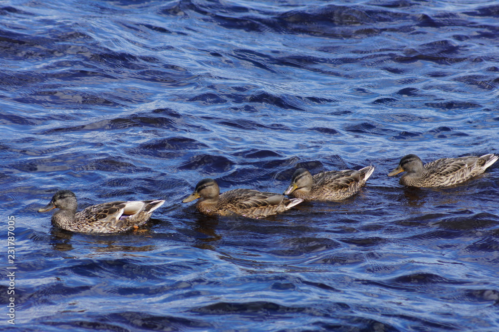 Four young ducks floating on the lake. Birds are red-brown, bill is dark gray, edge of beak is orange. The water is beautiful blue. Four young ducks floating on the lake. Birds are red-brown, bill is dark gray, edge of beak is orange. The water is beautiful blue.