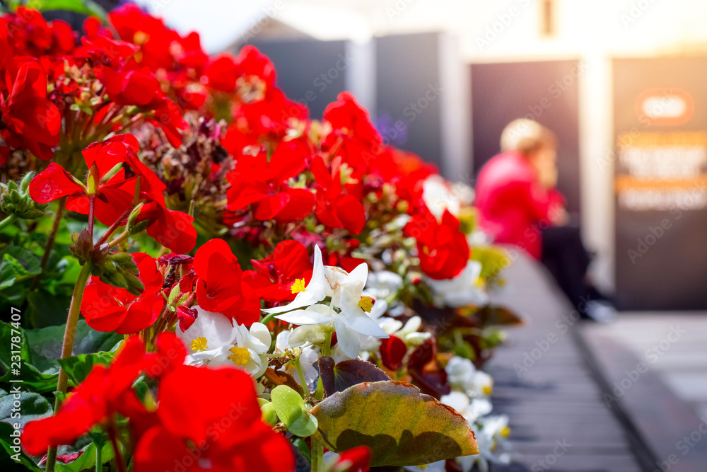 Closeup of bunch of red flowers in a sunny day with two couple sitting around