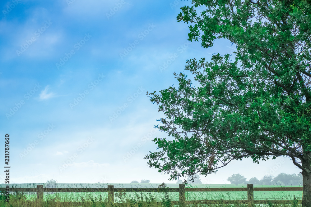 Closeup of Lonely big tree near wooden fence with cloudy sky in a wonderful landscape view in a Greenland springtime