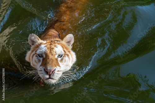 Tiger is in the pool to cool down.