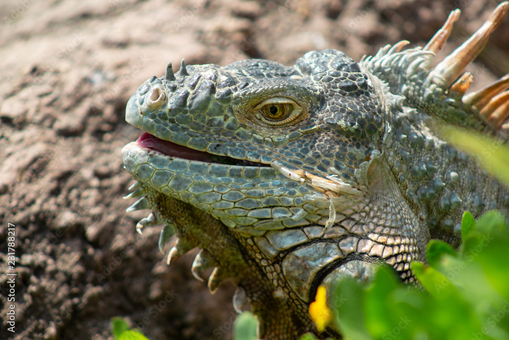 Obraz premium iguana de cerca 