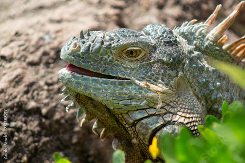 iguana de cerca 