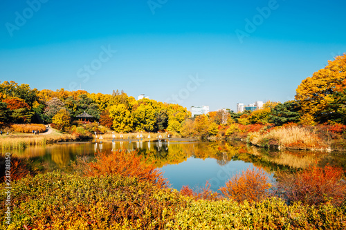 Fototapeta Naklejka Na Ścianę i Meble -  Olympic park, autumn maple and lake in Seoul, Korea