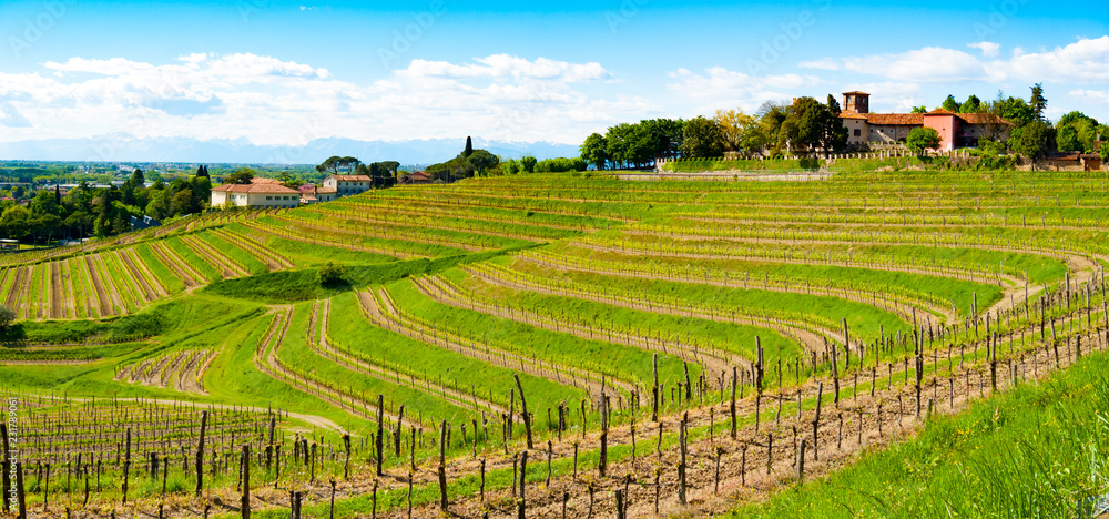 Panoramic view of vineyards below Buttrio Castle
