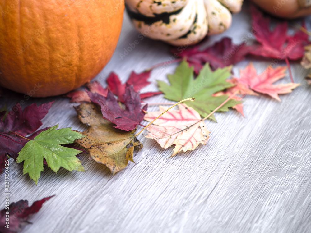 A beautiful festive fall or autumn background with colorful maple leaves and portions of a squash and pumpkin on a gray wood grain backdrop with open space great for Thanksgiving or Halloween holiday.