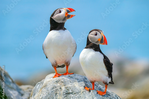 Atlantic Puffins, Machias Seal Island photo