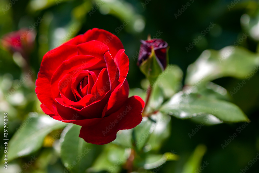 Blume, Blüte, Makro, Bunt, Farbig, Garten, Natur, Rose Blume, Blüte, Makro, Bunt, Farbig, Garten, Natur, Rose