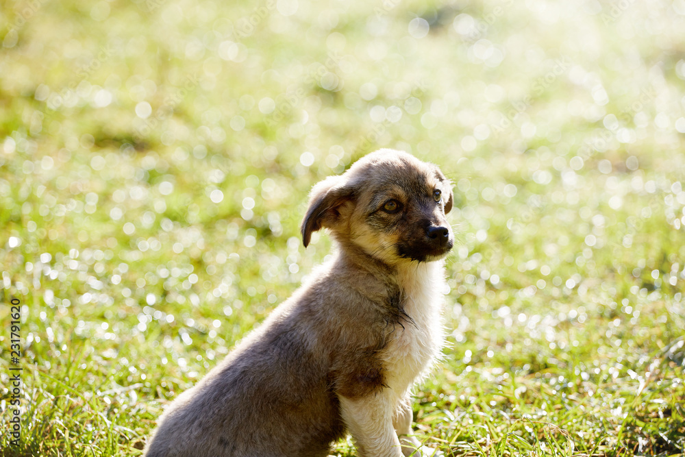 cute puppy is sitting on the green grass on a meadow at morning