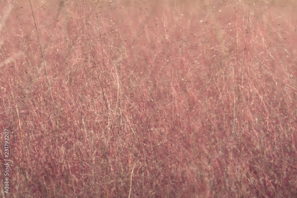 Pink muhly grass in autumn Pink muhly grass in autumn