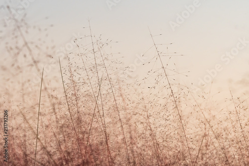 Pink muhly grass in autumn