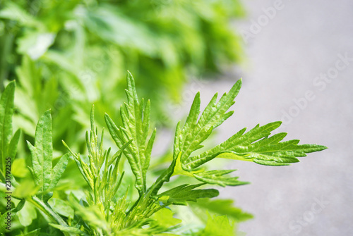 ヨモギ　春　素材