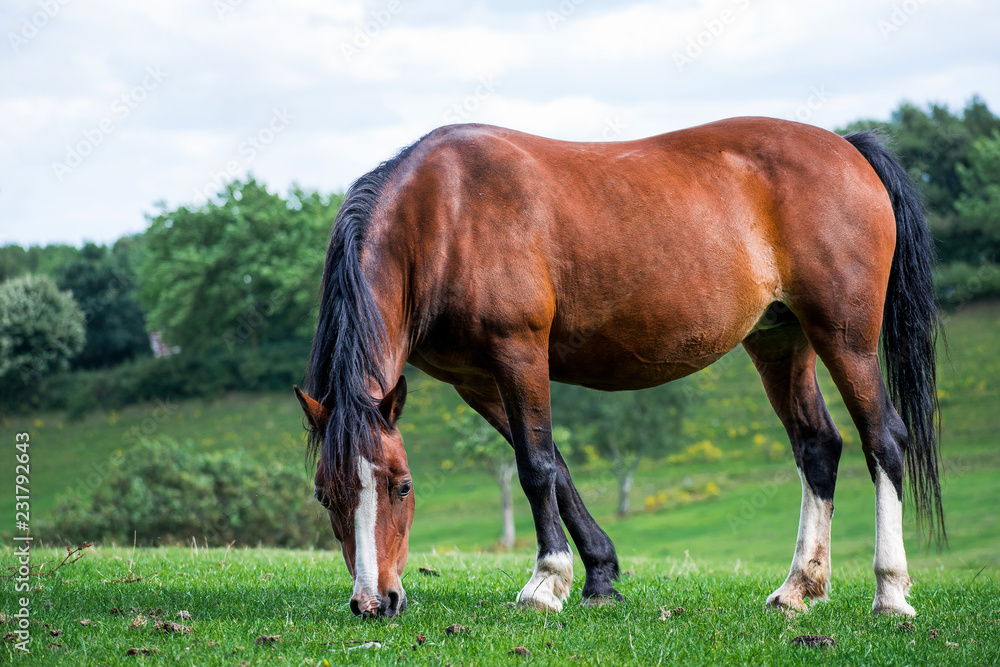 Side view Closeup of Beautiful brown Horse grazing in a meadow and eating grass in a green field in springtime Side view Closeup of Beautiful brown Horse grazing in a meadow and eating grass in a green field in springtime