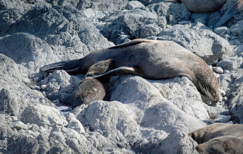 A mother fur seal feeding her pup on the rocky shores of Cape Palliser, New Zealand.